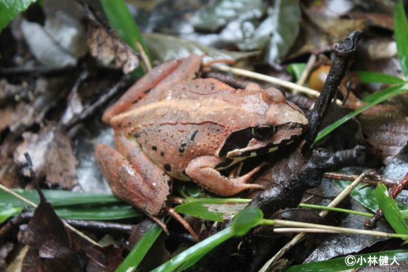 在来種の発見頭数（アマミイシカワガエル）