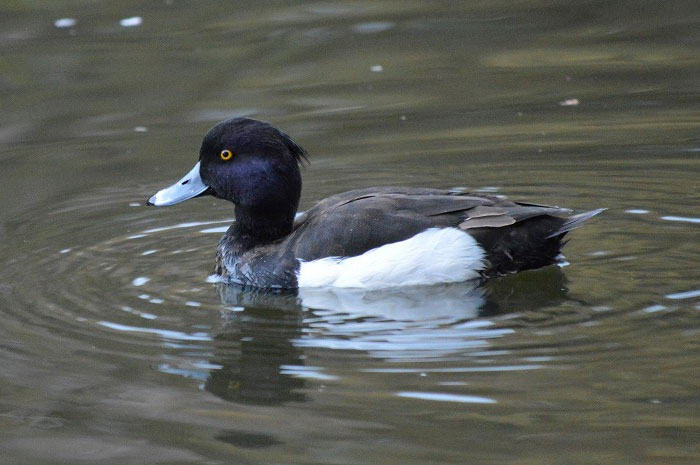 湖沼調査（ガンカモ類）の調査項目2