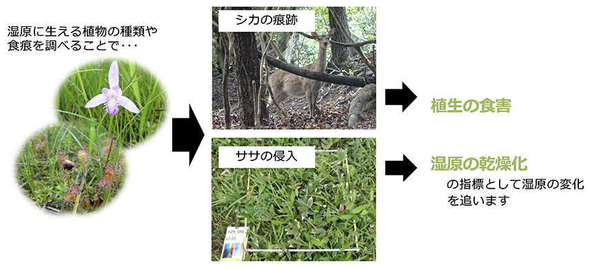 湿原に生える植物の種類や食痕を調べることで、シカの痕跡から植生の食害、ササの侵入から湿原の乾燥化の指標として湿原の変化を追います。