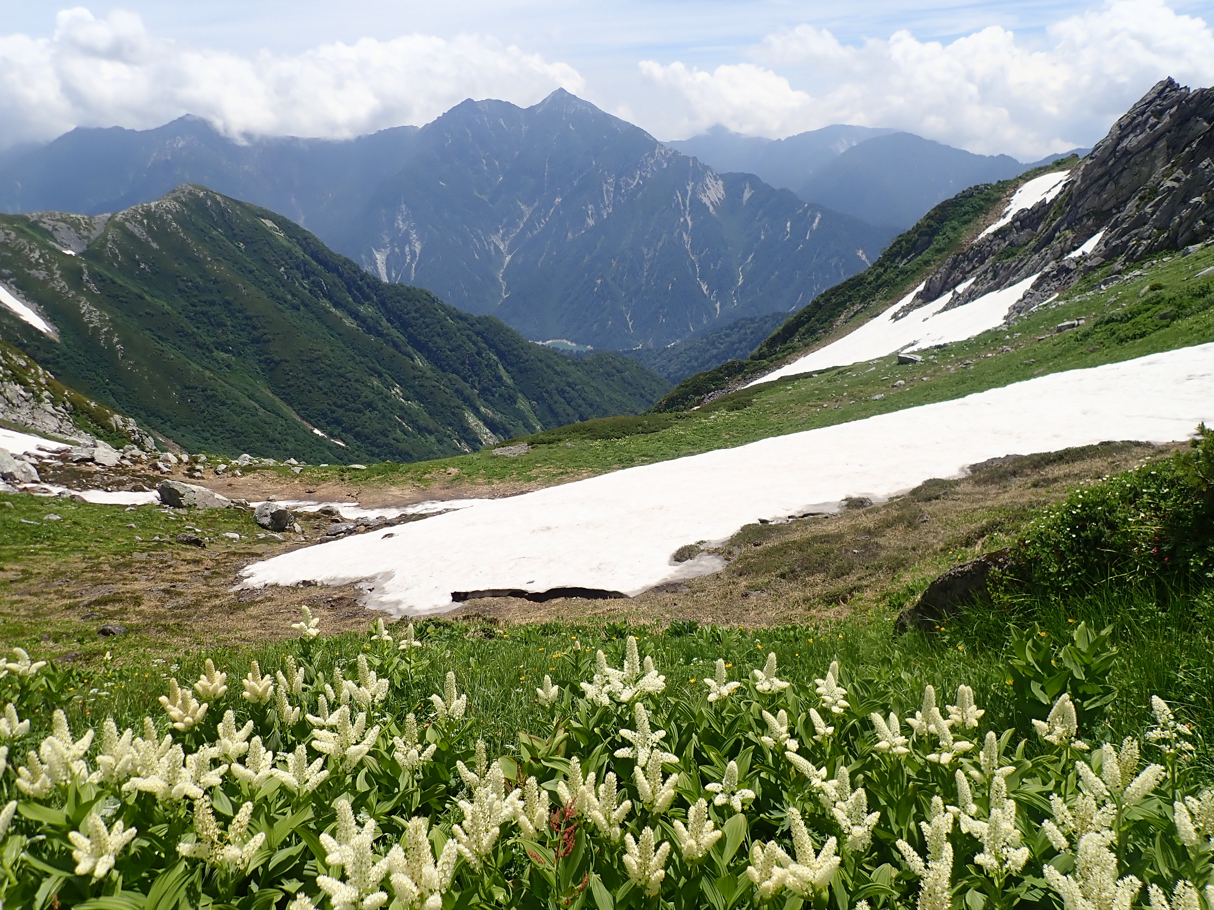 生態系「高山帯」