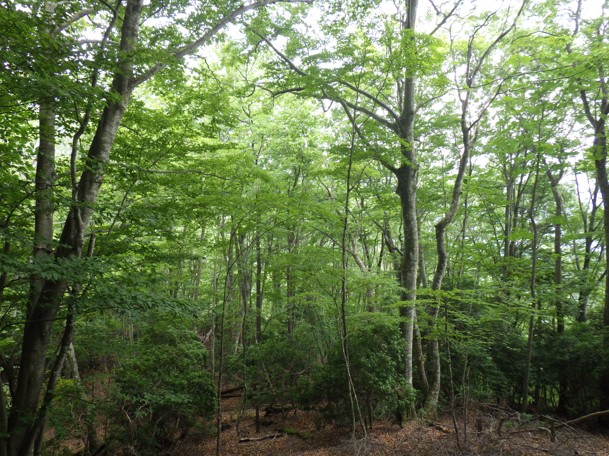 生態系「森林・草原」1