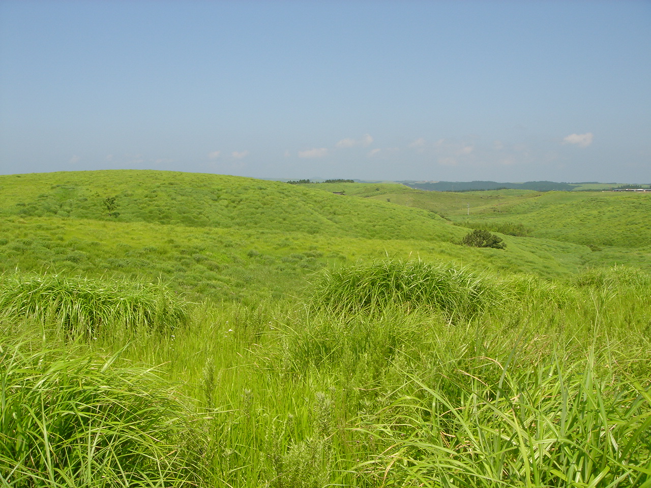 生態系「森林・草原」2