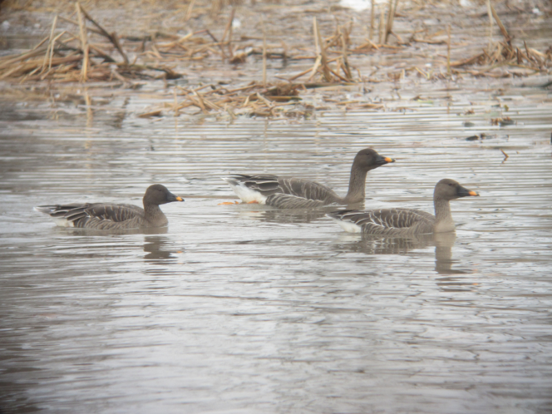 湖沼調査（ガンカモ類）の調査項目2