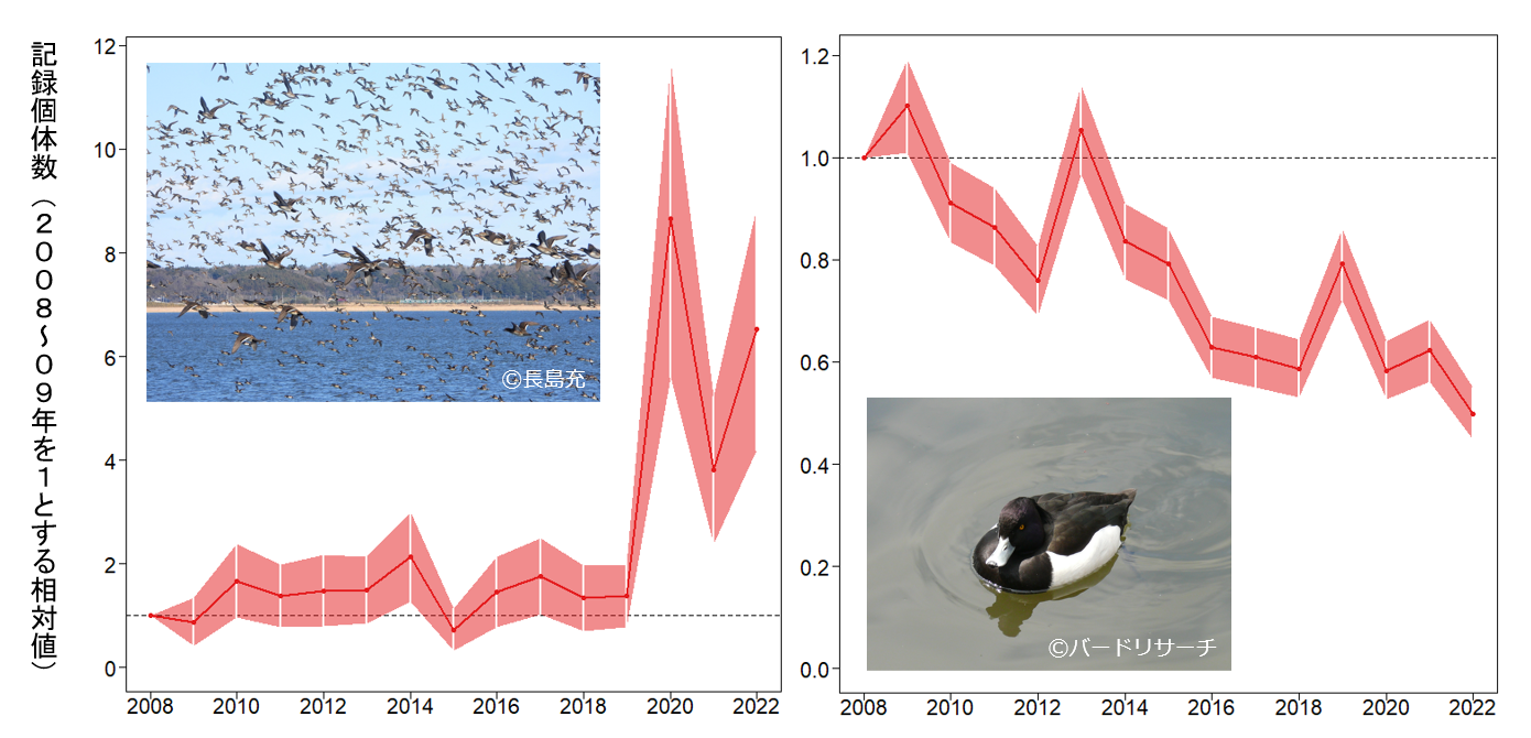 シジュウカラガンの1地点における最大個体数の経年変化のグラフ
