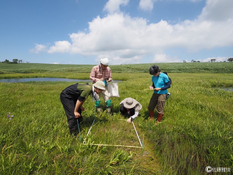 湿原調査の様子