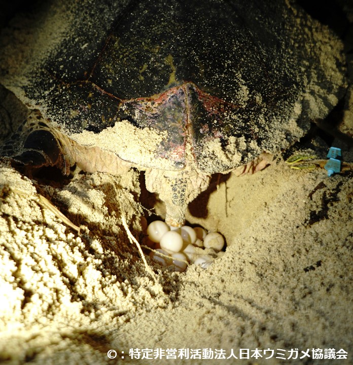 海岸の変化状況把握