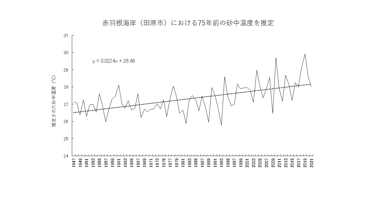 アオウミガメの写真