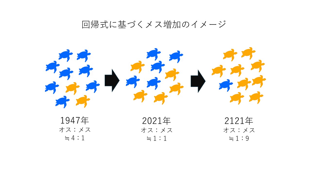 アオウミガメの写真