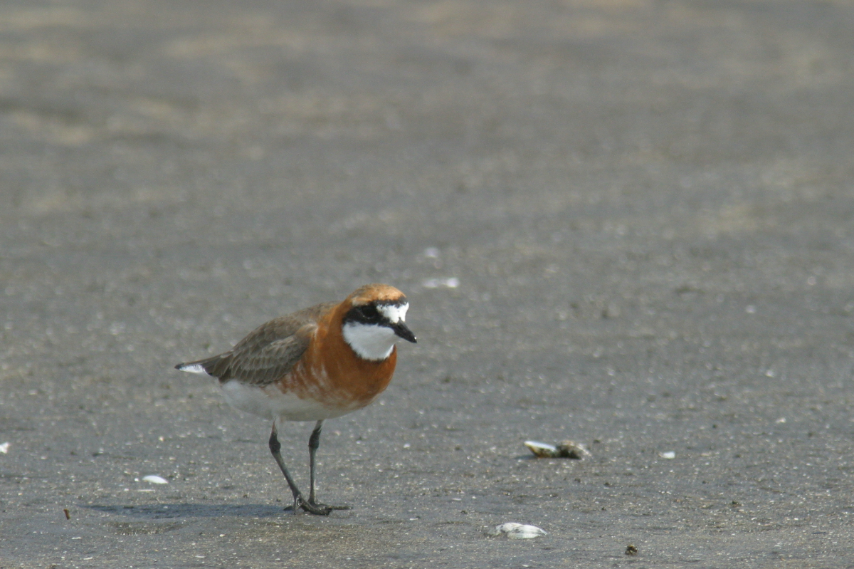 シギ・チドリ類調査の写真