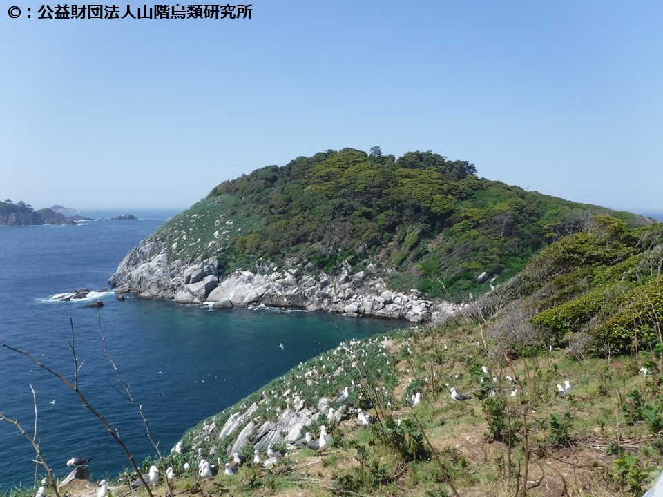 生態系「小島嶼」