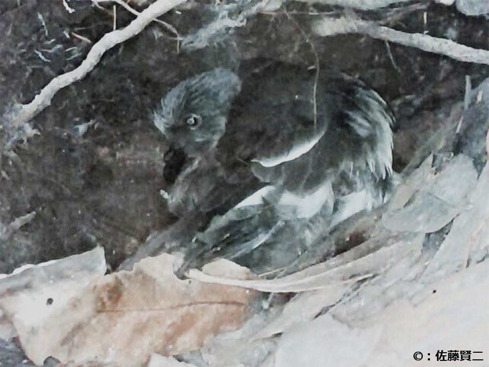 小屋島のヒメクロウミツバメの巣数のグラフ