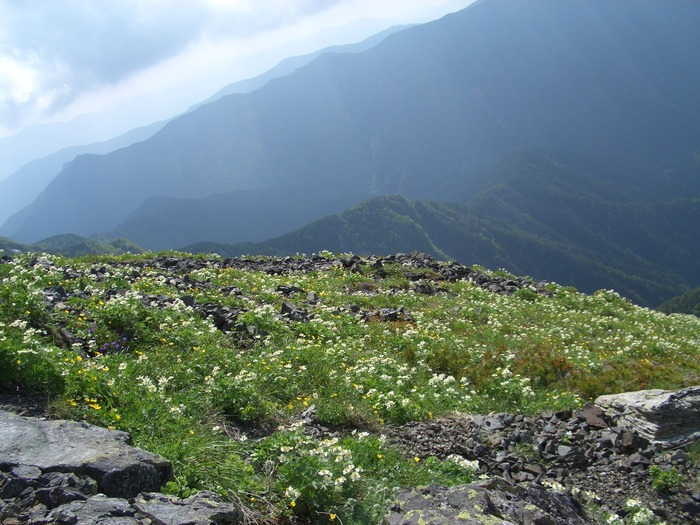 生態系「高山帯」