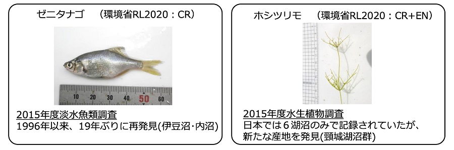 水生植物・淡水魚類調査で確認された希少な種（ゼニタナゴ・ホシツリモ）の例