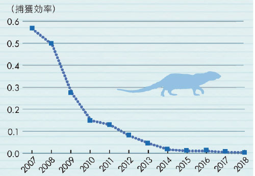 マングースの捕獲効率の変化