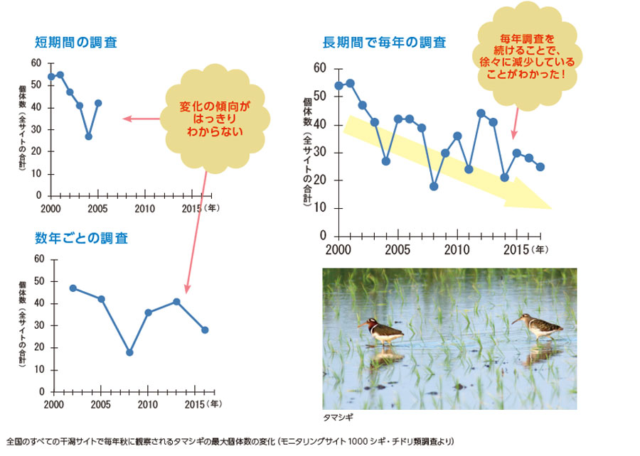 全国のすべての干潟サイトで毎年秋に観察されるタマシギの最大個体数の変化のグラフ