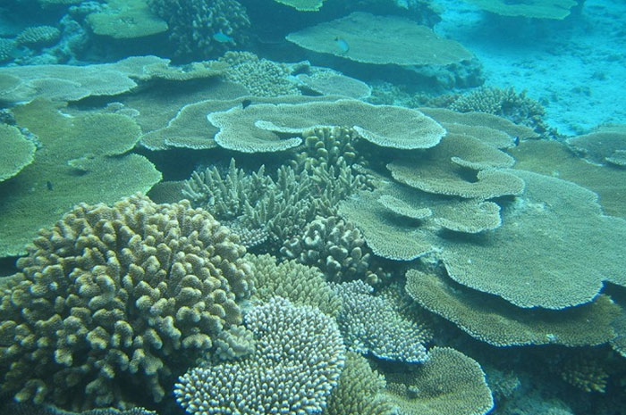 生態系「サンゴ礁」