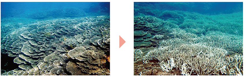 串本周辺サイトにおけるサンゴ礁の変化の様子