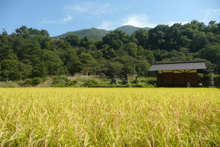 生態系「里地・里山」